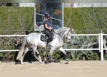 Andaluces, Caballo castrado, 8 años, 163 cm, Tordo