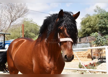 Andaluces, Caballo castrado, 8 años, 165 cm, Castaño