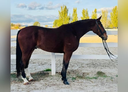 Andaluces, Caballo castrado, 8 años, 165 cm, Castaño oscuro