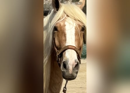 Andaluces Mestizo, Caballo castrado, 8 años, 165 cm, Palomino