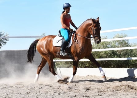 Andaluces, Caballo castrado, 8 años, 167 cm, Alazán