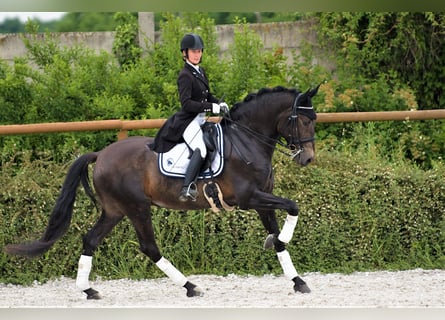 Andaluces, Caballo castrado, 8 años, 170 cm, Buckskin/Bayo