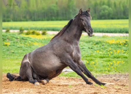 Andaluces, Caballo castrado, 8 años, 178 cm