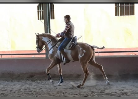 Andaluces, Caballo castrado, 8 años