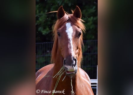 Andaluces, Caballo castrado, 9 años, 160 cm, Alazán