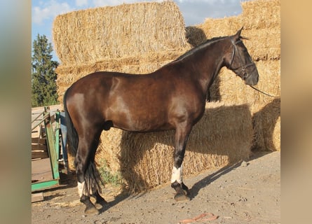 Andaluces, Caballo castrado, 9 años, 160 cm, Castaño rojizo