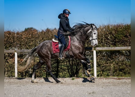 Andaluces, Caballo castrado, 9 años, 162 cm, Tordillo negro
