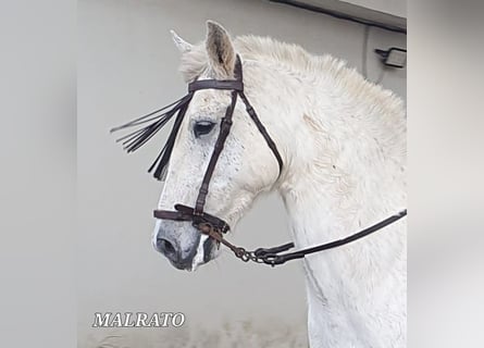 Andaluces, Caballo castrado, 9 años, 163 cm, Tordo