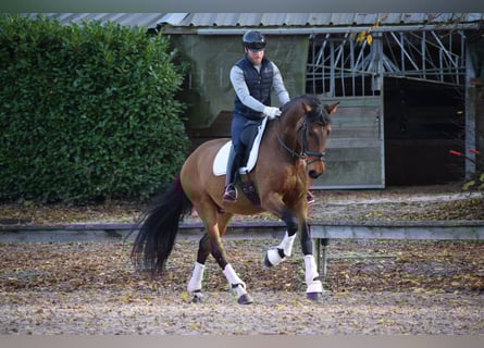 Andaluces, Caballo castrado, 9 años, 173 cm, Castaño