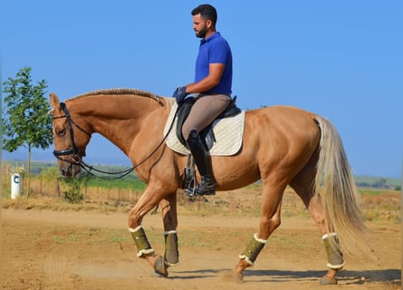 Andaluces, Semental, 10 años, 160 cm, Palomino