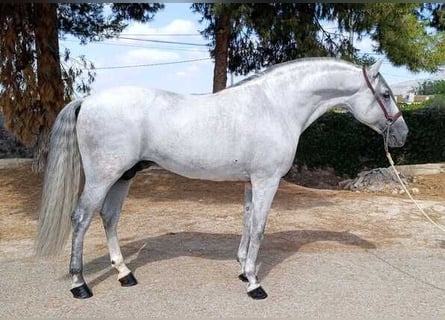 Andaluces, Semental, 10 años, 163 cm, Tordo
