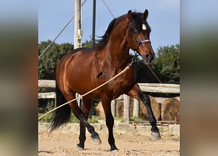 Andaluces, Semental, 13 años, 157 cm, Castaño