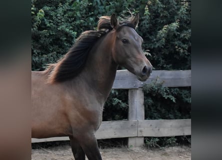 Andaluces, Semental, 1 año, 148 cm, Castaño