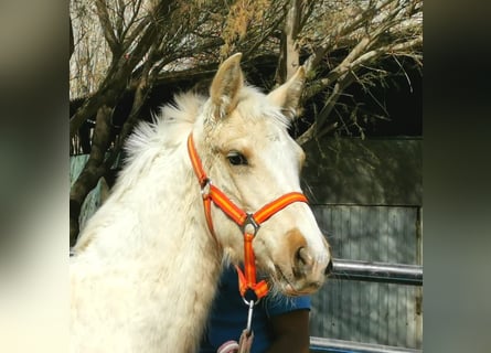 Andaluces, Semental, 1 año, 158 cm, Cremello