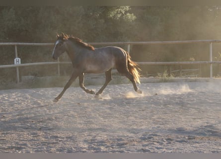 Andaluces, Semental, 1 año, 160 cm, Tordo