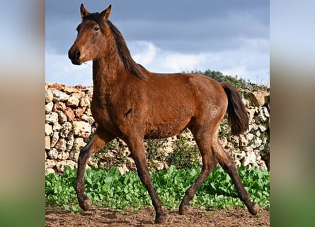 Andaluces, Semental, 1 año, 162 cm, Castaño
