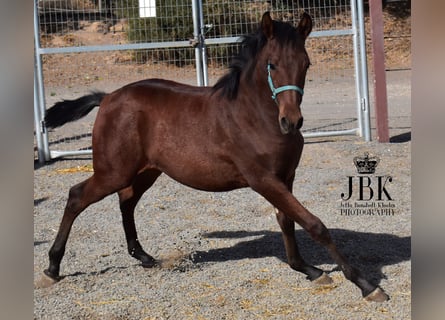 Andaluces Mestizo, Semental, 1 año, 163 cm, Castaño