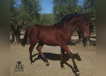 Andaluces, Semental, 1 año, 164 cm, Castaño