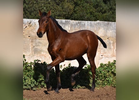 Andaluces, Semental, 1 año, 165 cm, Castaño