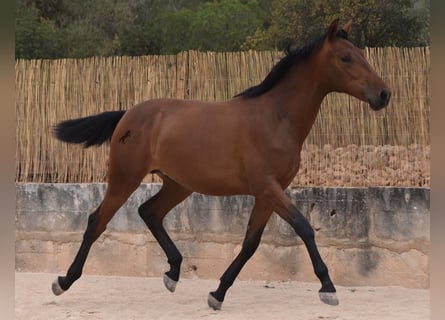 Andaluces, Semental, 1 año, 165 cm, Castaño