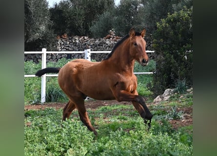 Andaluces, Semental, 1 año, 165 cm, Castaño