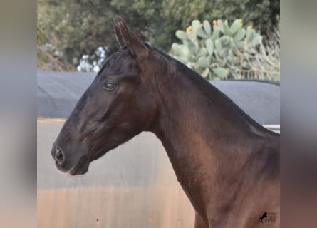 Andaluces, Semental, 1 año, 168 cm, Negro