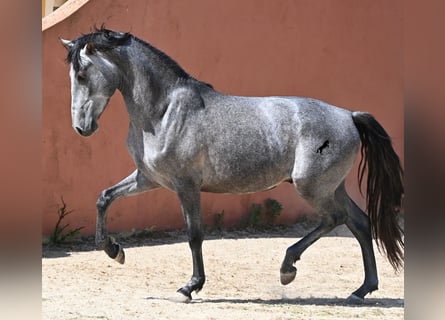 Andaluces, Semental, 2 años, 148 cm, Tordo