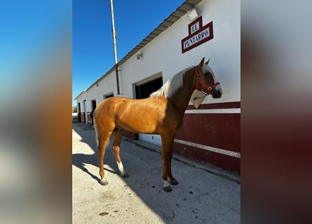 Andaluces, Semental, 2 años, 155 cm, Palomino