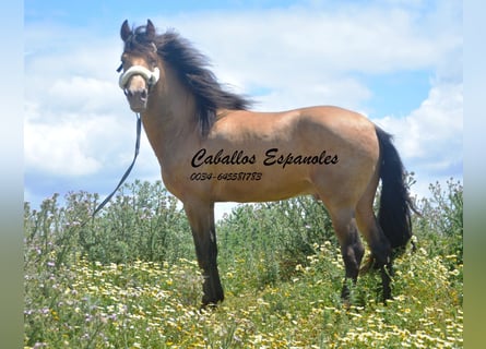 Andaluces, Semental, 2 años, 158 cm, Champán