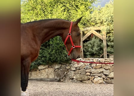 Andaluces, Semental, 2 años, 162 cm, Castaño