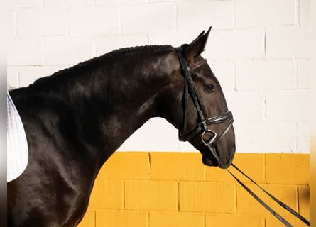 Andaluces, Semental, 2 años, 163 cm, Negro
