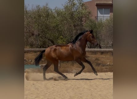 Andaluces, Semental, 3 años, 157 cm, Castaño oscuro