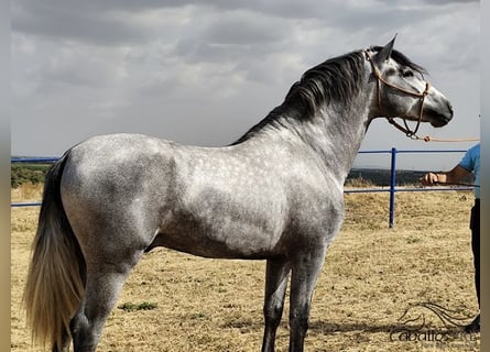 Andaluces, Semental, 3 años, 158 cm, Tordo