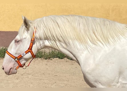 Andaluces, Semental, 3 años, 159 cm, Cremello