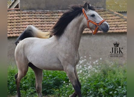 Andaluces, Semental, 3 años, 160 cm, Bayo