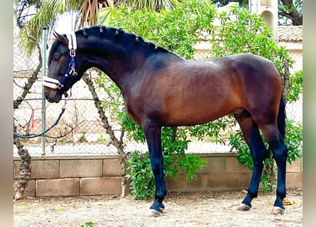 Andaluces, Semental, 3 años, 160 cm, Castaño oscuro