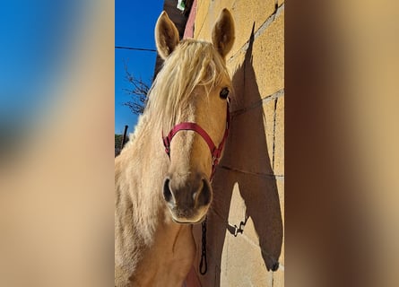 Andaluces, Semental, 3 años, 160 cm, Palomino