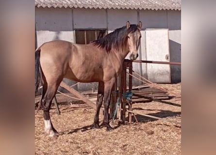 Andaluces Mestizo, Semental, 3 años, 162 cm, Buckskin/Bayo