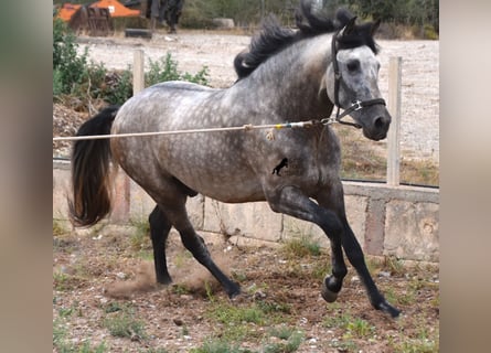 Andaluces, Semental, 3 años, 167 cm, Bayo