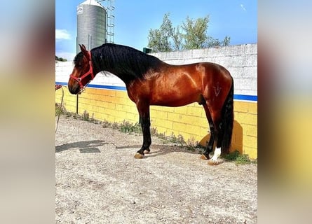 Andaluces, Semental, 3 años, 168 cm, Castaño rojizo