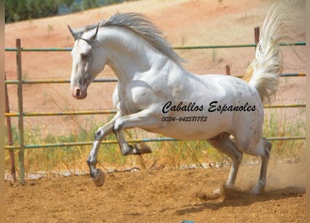Andaluces, Semental, 3 años, 168 cm, Pío
