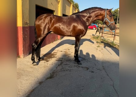 Andaluces, Semental, 3 años, 172 cm, Castaño