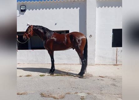 Andaluces, Semental, 3 años, 172 cm, Castaño