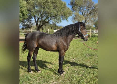 Andaluces, Semental, 4 años, 151 cm, Castaño