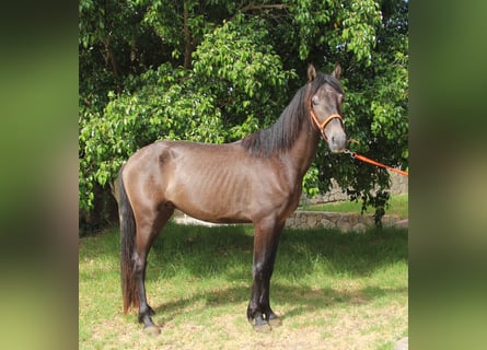 Andaluces, Semental, 4 años, 154 cm, Tordo ruano