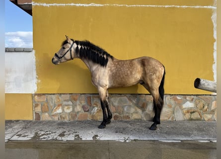 Andaluces, Semental, 4 años, 158 cm, Buckskin/Bayo