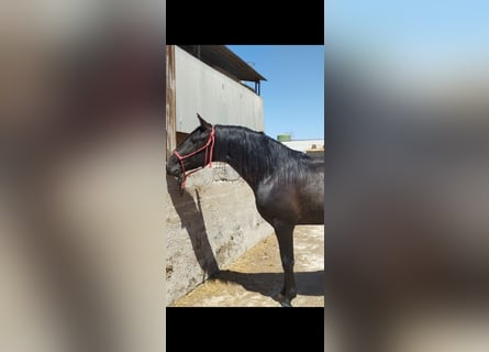 Andaluces, Semental, 4 años, 162 cm, Negro