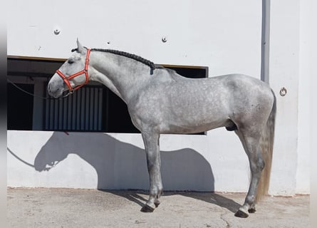 Andaluces, Semental, 4 años, 162 cm, Tordo