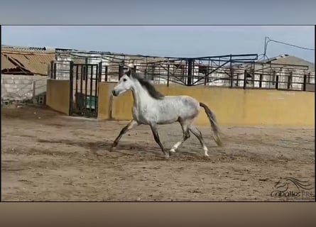 Andaluces, Semental, 4 años, 163 cm, Tordo