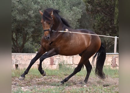 Andaluces, Semental, 4 años, 164 cm, Bayo